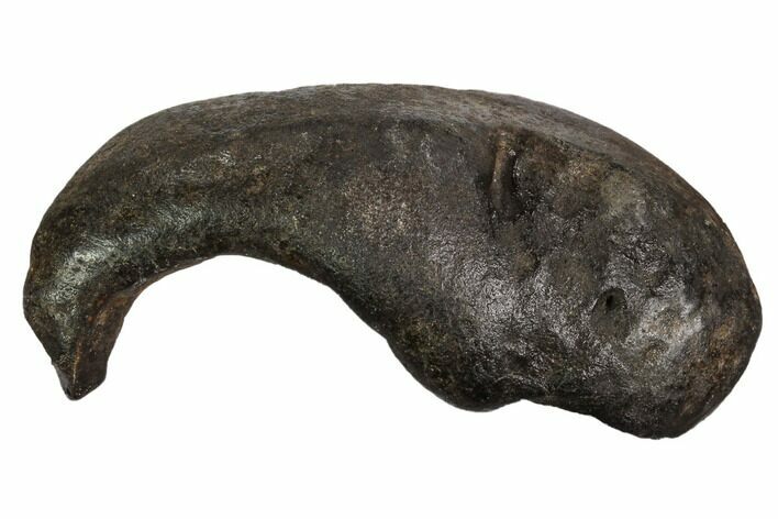 Fossil Whale Ear Bone - Miocene #99960